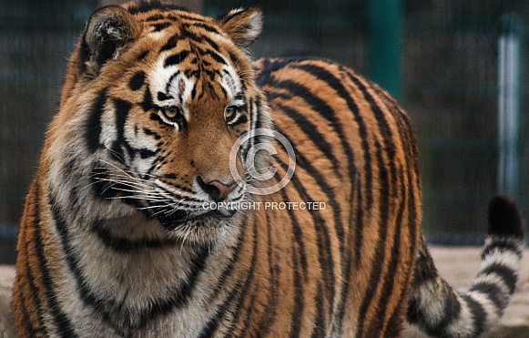 Amur Tiger Lookig Right - Alert