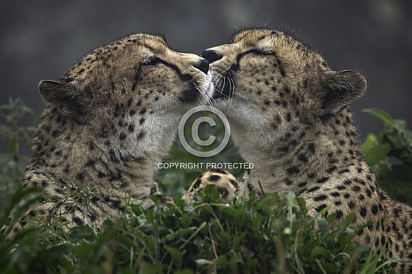 Two Cheetahs Face To Face.