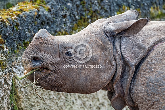 Young Rhinoceros