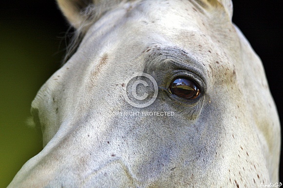 Arabian Stallion Eye