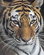 Adult Amur Tiger Profile