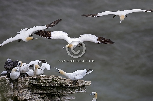 Gannet colony - North Yorkshire - England