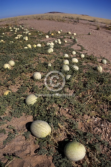 Wild Melon (Cucumis melo) - Namibia