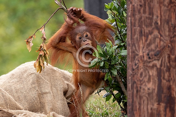 Baby Orangutan Pouting Lips Standing Upright