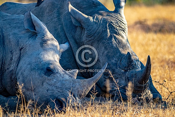 White Rhinoceros'
