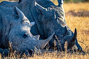 White Rhinoceros'
