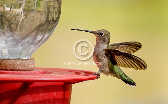 Hummingbird - Female