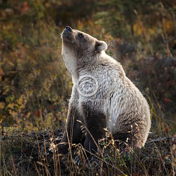 Grizzly bear smelling something