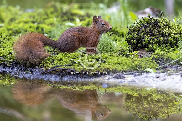 cute Eurasian red squirrel (sciurus vulgaris) in the forest