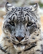 Snow Leopard portrait