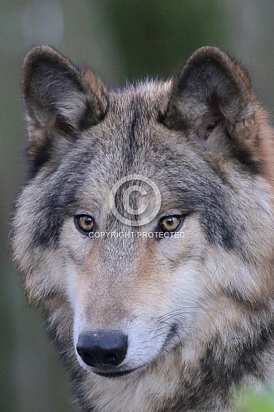 European wolf