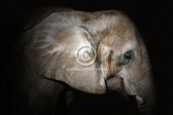 Elephant profile