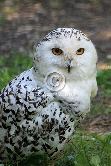snowy owl (Bubo scandiacus)