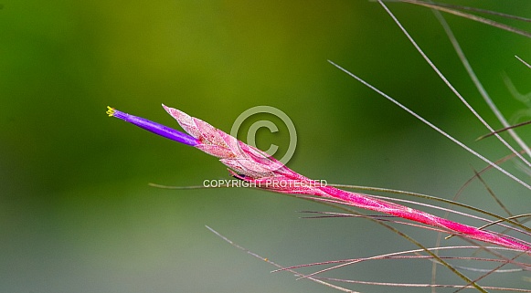 wild Tillandsia air plant flower, bloom close up.  purple tubular shape with yellow tip. Tillandsia bartramii aka Bartrams airplant native endemic to Florida. Not a home grown house plant