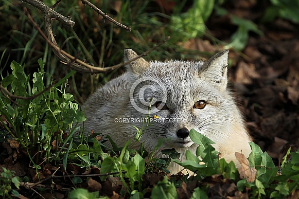 Corsac fox