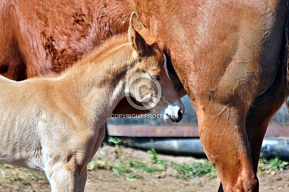 Paint Foal By Mother's Side