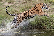 Jumping Amur tiger