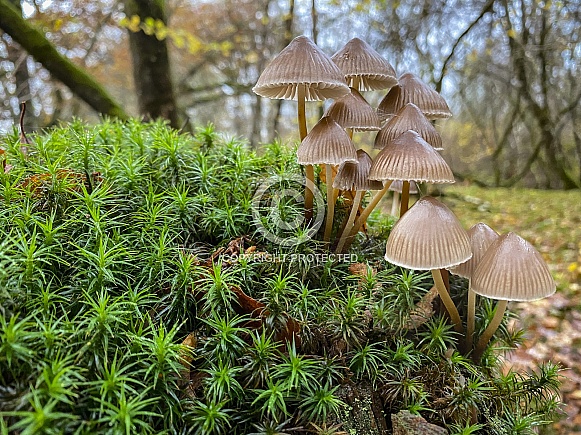 Clustered Bonnet Fungi