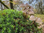 Clustered Bonnet Fungi