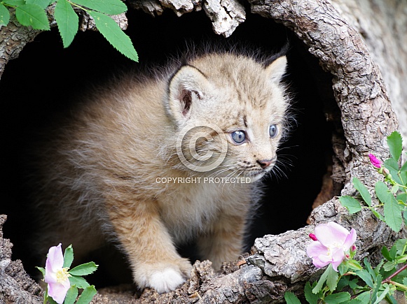 Canadian lynx kitten