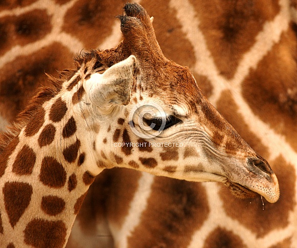 Baby Giraffe With Textured Fur Design