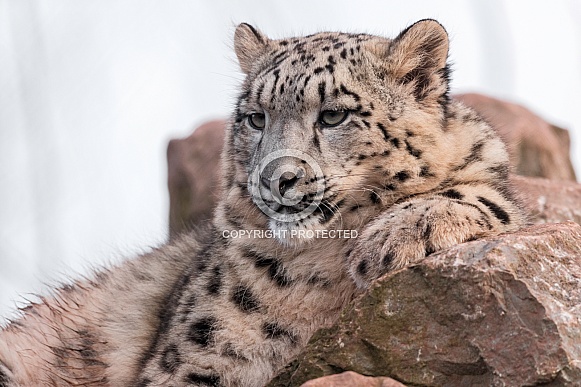 Snow Leopard Resting On Rocks Head Up