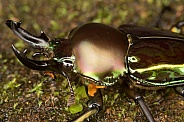 Rainbow stag beetle.