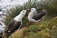 Black-browed Albatross  - Falkland Islands