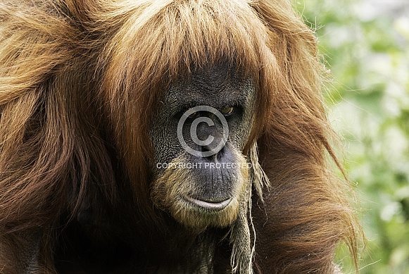 Sumatran Orangutan Walking Looking At Camera