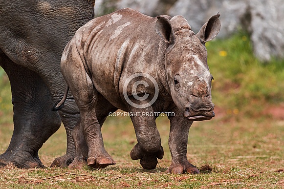 African white rhino calf