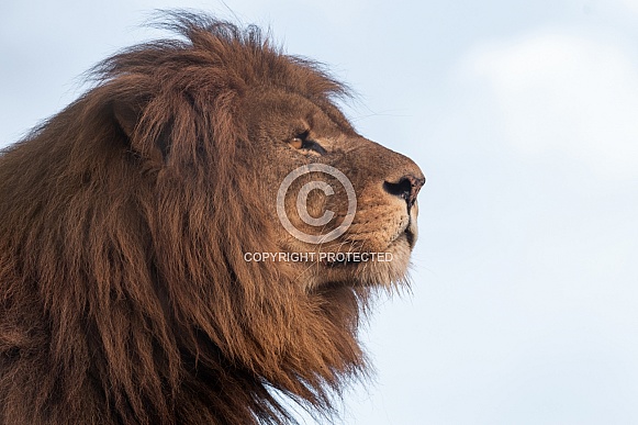African Lion Side Profile Sniffing The Air