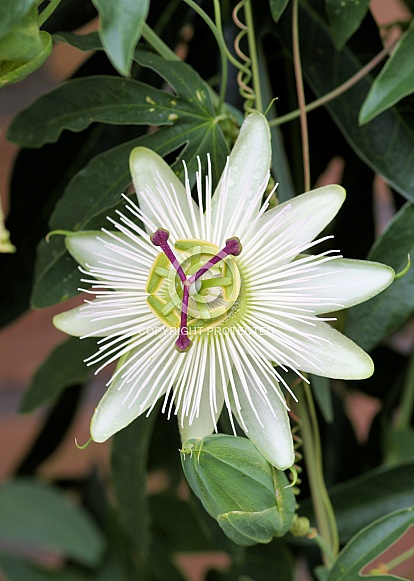 Passionflower white