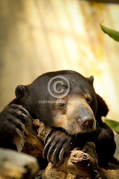 Malayan Sun Bear