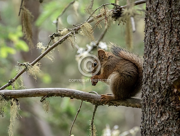 Squirrel eating a nut in a tree