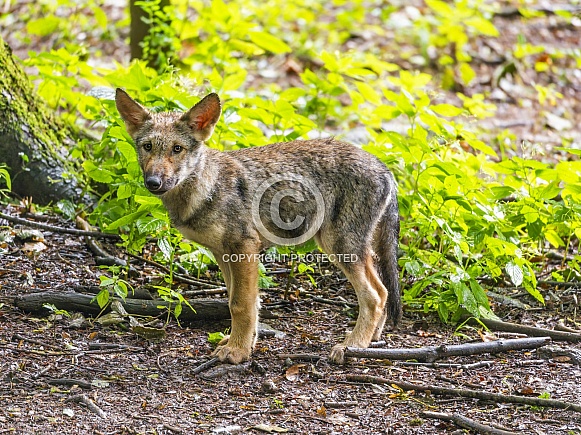 Wolf pup standing