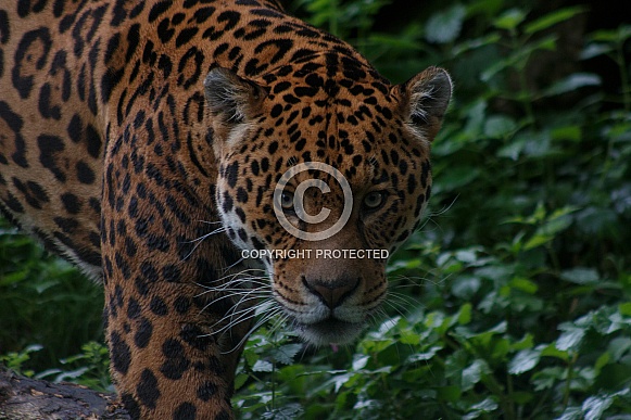 Jaguar Looking Towards Camera. Dark Undergrowth.