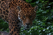 Jaguar Looking Towards Camera. Dark Undergrowth.
