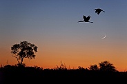 Yellow-billed Storks at dusk