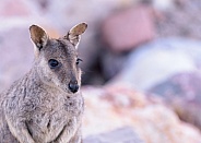 Rock Wallaby Closeup –Queensland Australia