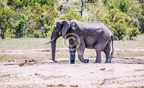 African Elephant (wild)