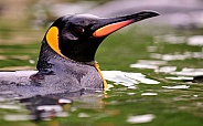 king penguin afloat