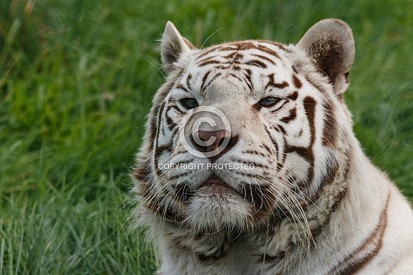 White tiger close up