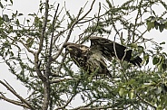 Juvenile Bald Eagle in a Tree in Alaska