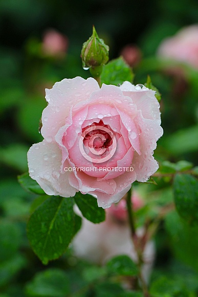 Pink Rose after a rain shower