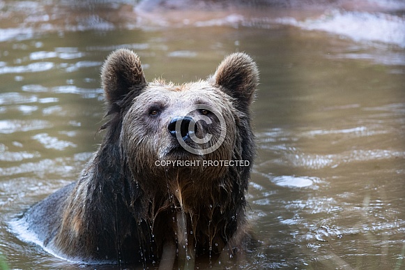 Brown bear taking a bath
