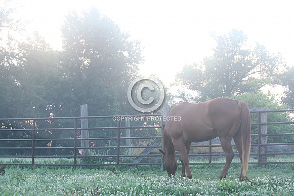 Sunrise Quarter Horse