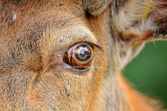 Deer Eye