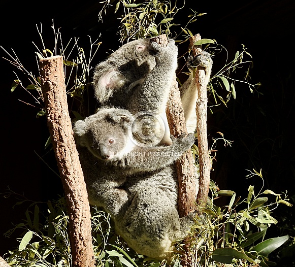 Koala (mother & baby)