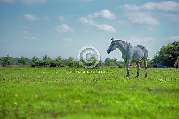 White horse Netherlands