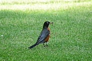 American Robin with a worm